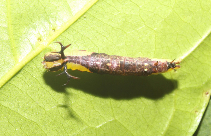 Parte dorsal central de <i>Cecrita lama</i>. (Notodontidae). Penúltimo estadio. Voucher: 17-SRNP-71294-DHJ737828.jpg.
