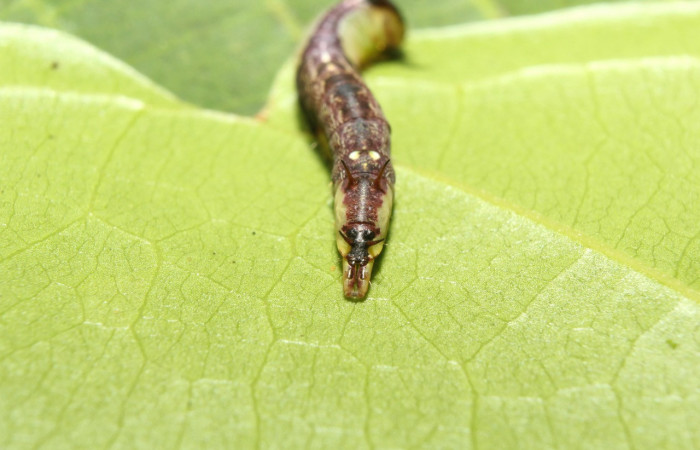 Parte trasera de <i>Cecrita lama</i>. (Notodontidae). Penúltimo estadio. Voucher: 17- SRNP-71294-DHJ737829.jpg.
