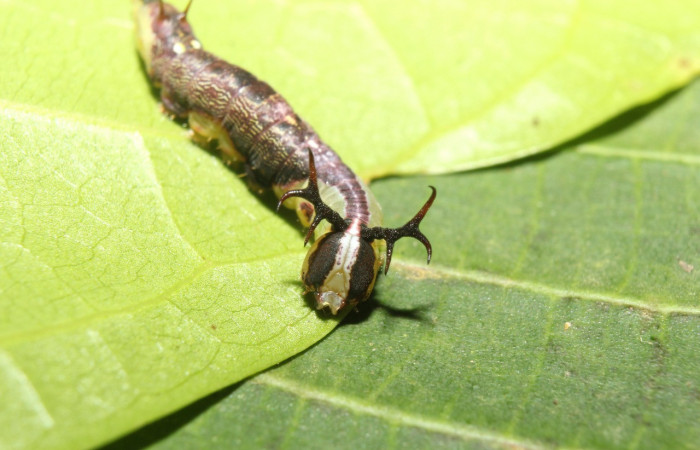 Parte frontal de <i>Cecrita lama</i>. (Notodontidae). Penúltimo estadio. Voucher: 17- SRNP-71294-DHJ737832.jpg.
