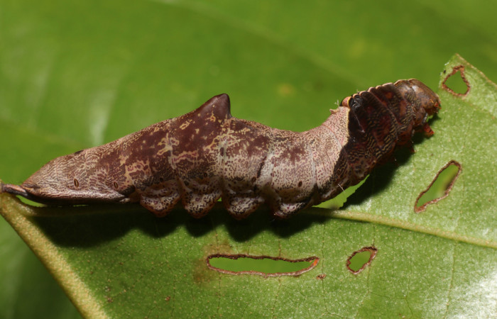 Parte lateral de <i>Cecrita daona</i>. (Notodontidae). Último estadio. Voucher: 21-SRNP-1060-DHJ759238.jpg.