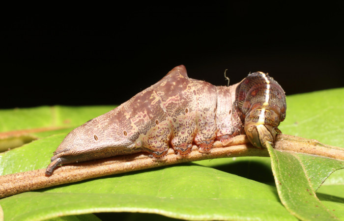 Parte lateral de Cecrita daona (Notodontidae). Último estadio. Voucher: 21-SRNP-1060-DHJ759238.jpg.