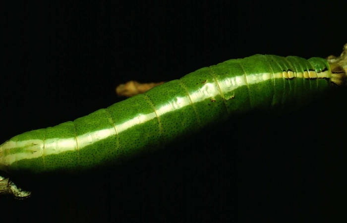 Parte dorsal de <i>Cecrita daona</i>. (Notodontidae). Penúltimo estadio. Voucher: 93-SRNP-3501-DHJ27113.jpg.
