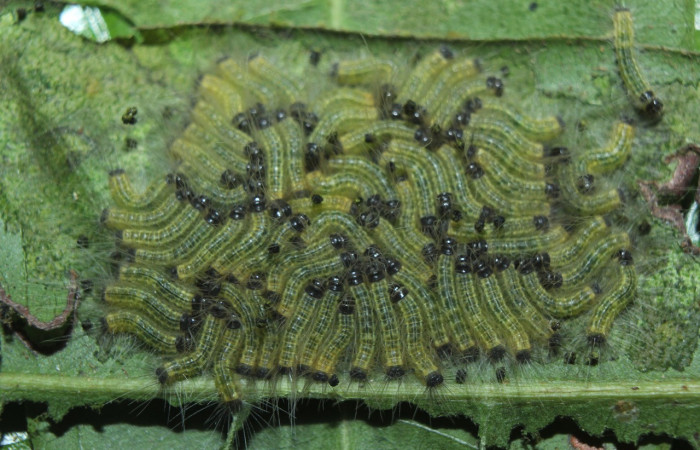 Figura 3. Larvas de <i>Euselasia</i> Janzen16 (Riodinidae), en tercer estadío (PPU), vista dorsal, localidad Medrano, Estación Biológica Quica Sector Pitilla ACG (380m). Voucher: 15-SRNP-70326-DHJ726901.jpg.