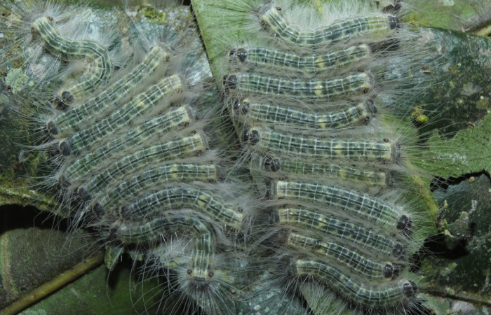 Figura 6. Larvas de <i>Euselasia</i> Janzen16 (Riodinidae), en último estadío (U), vista dorsal, localidad Medrano, Estación Biológica Quica Sector Pitilla, ACG (380m)). Voucher: 15-SRNP-70326-DHJ726963.jpg.