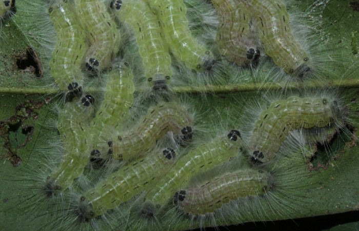 Figura 8. Prepupa de larva <i>Euselasia</i> Janzen16 (Riodinidae), vista lateral, localidad Medrano, Estación Biológica Quica Sector Pitilla, ACG (380m)). Voucher: 15-SRNP-70326-DHJ726975.jpg.