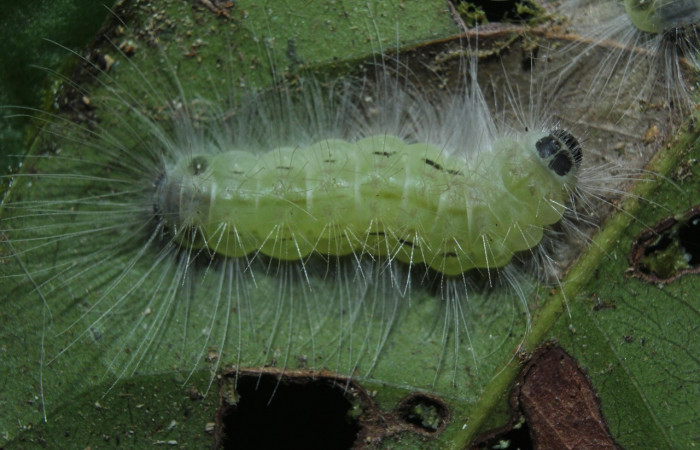 Figura 9. Prepupa de larva <i>Euselasia</i> Janzen16 (Riodinidae), vista lateral, localidad Medrano, Estación Quica Biológica Sector Pitilla, ACG (380m). Voucher: 15-SRNP-70326-DHJ726977.jpg.