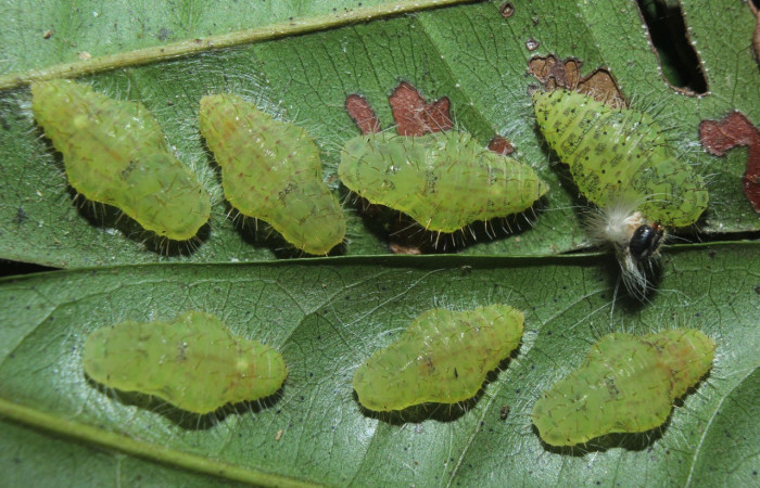 Figura 10. Pupas de larvas <i>Euselasia</i> Janzen16 (Riodinidae), vista dorsal, localidad Medrano, Estación Biológica Quica Sector Pitilla, ACG (380m). Voucher: 15-SRNP-70326-DHJ726983.jpg.