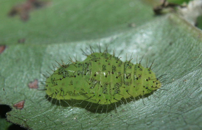 Figura 11. Pupas de larvas <i>Euselasia</i> Janzen16 (Riodinidae), vista dorsal, localidad Medrano, Estación Biológica Quica Sector Pitilla, ACG (380m). Voucher: 15-SRNP-70326-DHJ726988.jpg.