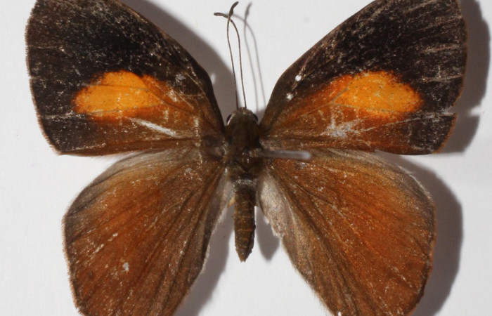 Figura 14. Adulto de larva <i>Euselasia</i> Janzen16 (Riodinidae), (hembra) vista dorsal, localidad Medrano, Estación Biológica Quica Sector Pitilla, ACG (380m)).  Voucher:15-SRNP-70523-DHJ904664.jpg.