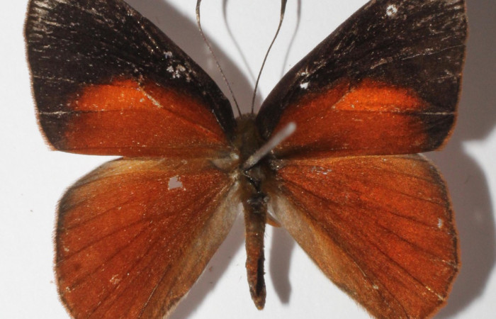 Figura 12. Adulto de larva <i>Euselasia</i> Janzen16 (Riodinidae), (macho) vista dorsal, localidad Medrano, Estación Biológica Quica Sector Pitilla, ACG (380m)). Voucher: 15-SRNP-70524-DHJ904658.jpg.