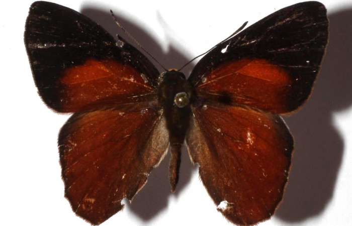 Figura 1. Adulto de larva <i>Euselasia</i> Janzen16 (Riodinidae), vista dorsal, localidad Pasmompa Sector Pitilla ACG (440). Voucher: 17-SRNP-32161-DHJ932412.jpg.