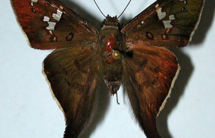 Figura. 10 Adulto <i>Polythrix</i> asineDHJ01 (Hesperiidae), posición vista dorsal. (94-SRNP-567-DHJ38862).