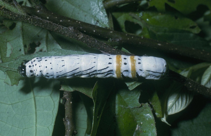 Figura. 11 Larva <i>Hemicephalis</i> alesaDHJ01 (Noctuidae), posición dorsal entero, alimentándose en <i>Andira inermis</i>, (Fabaceae). (04-SRNP-46780-DHJ85687.jpg).