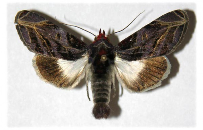 Figura. 12 Adulto <i>Hemicephalis</i> alesaDHJ01 (Noctuidae), posición vista dorsal. (05-SRNP-45845-DHJ315120).