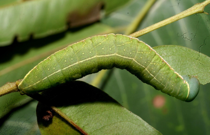 Figura. 13 Larva <i>Hapigia</i> cresusDHJ02 (Notodontidae), posición dorsal entero, alimentándose en <i>Andira inermis</i>, (Fabaceae). (11-SRNP-56355-DHJ497302.jpg).