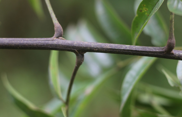 Figura. 2 Hojas  <i>Andira inermis</i>, (Fabaceae). Area de Conservación Guanacaste, Sector Rincón Rain Forest, Estación Leiva,  Selva, (elevación 410 metros). Foto, Jorge Hernández. Colectada junio 2021.  