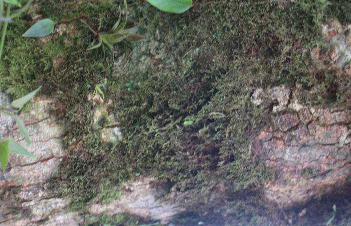 Figura. 5 Corteza <i>Andira inermis</i>, (Fabaceae). Area de Conservación Guanacaste, Sector Rincón Rain Forest, Estación Leiva, Selva, (elevación 410 metros). Foto, Jorge Hernández. colectada el 19 junio 2021.  