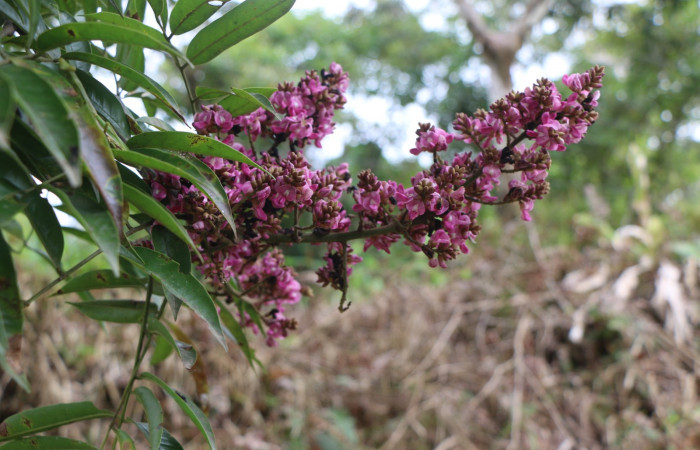 Figura. 7 Flor en racimo <i>Andira inermis</i>, (Fabaceae). Area de Conservación Guanacaste, Sector Rincón Rain Forest, Estación Leiva, Selva , (elevación 410 metros). Foto, Jorge Hernández. colectada el 19 junio 2021.  