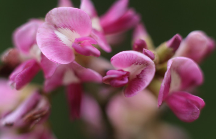 Figura. 8 Flor de frente <i>Andira inermis</i>, (Fabaceae). Area de Conservación Guanacaste, Sector Rincón Rain Forest, Estación Leiva,  selva , (elevación 410 metros). Foto, Jorge Hernández. colectada el 19 junio 2021.  