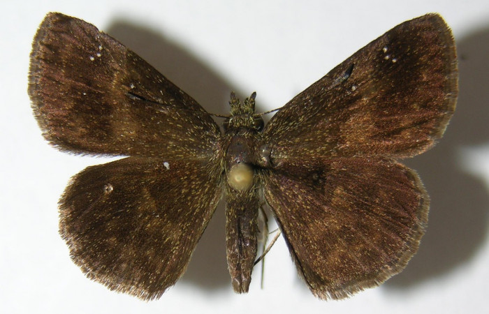 Fig 12. Adulto <i>Staphylus azteca</i>, familia (Hesperiidae), vista dorsal (Hembra ), en alas abiertas mide 30 mm
Voucher 00-SRNP-6536-DHJ348780