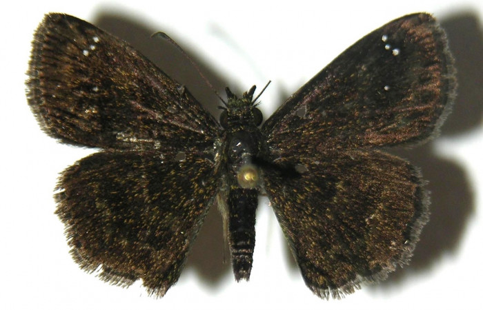 Fig 4. Adulto <i>Staphylus caribbea</i>, vista dorsal en alas abiertas mide 25 mm. 
Voucher 04-SRNP-42021-DHJ304748