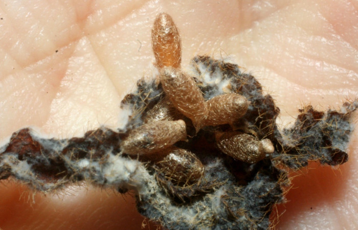 Fig. 10. Capullos de parásitos <i>Meteorus</i>, Janzen14, en restos de larva <i>Staphylus caribbea</i>. Voucher 07-SRNP-3053-DHJ452706.jpg.