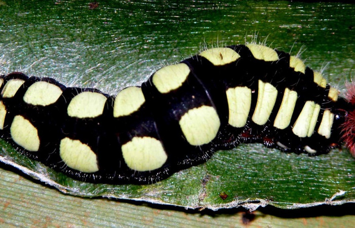 Figura 10. Posición dorsal <i>Astraptes viracocha</i> (Hesperiidae). Sector Cacao, Sendero Nayo, (elevación 1090 metros). Colectada 19 enero 2003. (03-SRNP-3149-DHJ400198.jpg).  