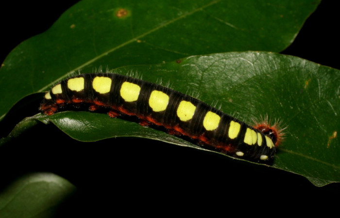 Figura 11. Posición lateral <i>Astraptes viracocha</i> (Hesperiidae). Sector Cacao, Sendero Derrumbe, (elevación 1220 metros). Colectada 9 mayo 2007. (07-SRNP-35892-DHJ421816.jpg).  