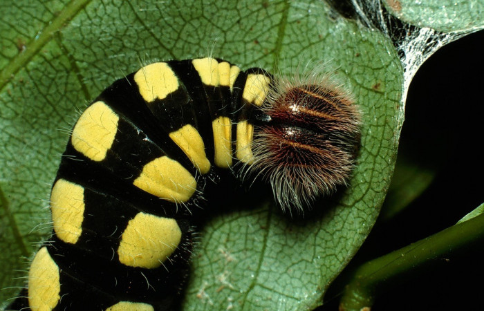 Figura 12. Posición dorsal toráx <i>Astraptes viracocha</i> (Hesperiidae). Sector Cacao, Sendero Nayo, (elevación 1090 metros). Colectada 19 enero 2003. (03-SRNP-3149-DHJ72170.jpg).  