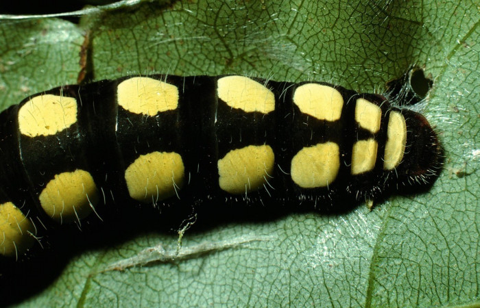 Figura 13. Posición parte posterior <i>Astraptes viracocha</i> (Hesperiidae). Sector Cacao, Sendero Nayo, (elevación 1090 metros). Colectada 19 enero 2003. (03-SRNP-3149-DHJ72169.jpg).  