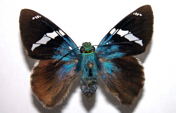 Figura 18. Adulto <i>Astraptes viracocha</i> (Hesperiidae), posición vista dorsal (hembra). (02-SRNP-8165-DHJ90286).