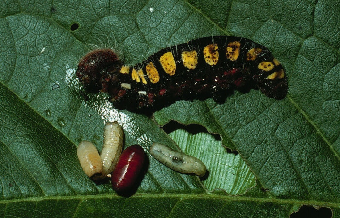 Figura 26. Larva Astraptes synecdoche, (Hesperiidae), parasitada por Chrysotachina Wood01 de la familia (Tachinidae), (03-SRNP-4201-DHJ73116.jpg).     