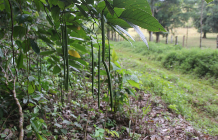 Figura 30. Planta hospedera de larva <i> Astraptes synecdoche</i> (Hesperiidae), <i>Senna papillosa</i> (Fabaceae), posición vainas alargadas. Foto Anabelle Córdoba. 2 enero 2018.