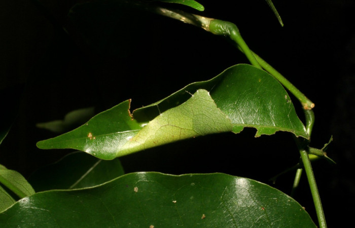 Figura 5. Posición casita <i>Astraptes viracocha</i> (Hesperiidae). Sector Cacao, Sendero Derrumbe, (elevación 1220 metros). Colectada 5 junio 2007. (07-SRNP-36055-DHJ421915.jpg).