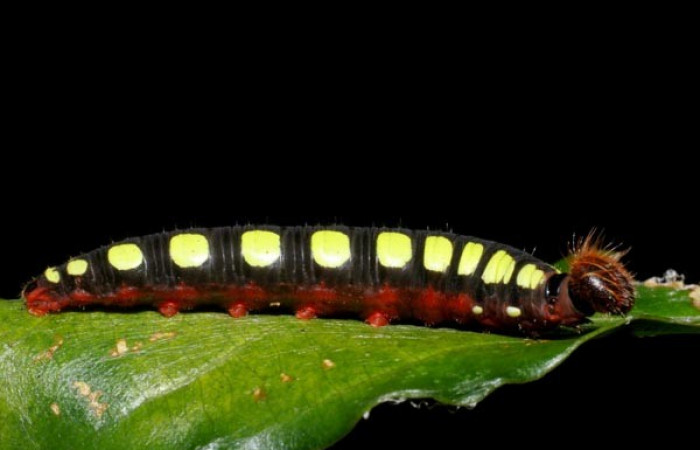 Figura 7. Posición lateral <i>Astraptes viracocha</i> (Hesperiidae). Sector Cacao, Sendero Arenales, (elevación 1080 metros). Colectada 22 octubre 2008. (08-SRNP-37302-DHJ449422.JPG).  