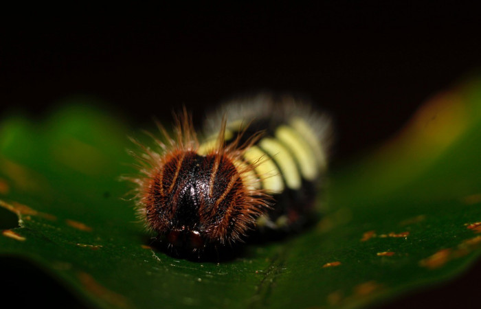 Figura 8. Posición cabeza <i>Astraptes viracocha</i> (Hesperiidae). Sector Cacao, Sendero Arenales, (elevación 1080 metros). Colectada 18 setiembre 2013. (13-SRNP-35655-DHJ801515.jpg).  