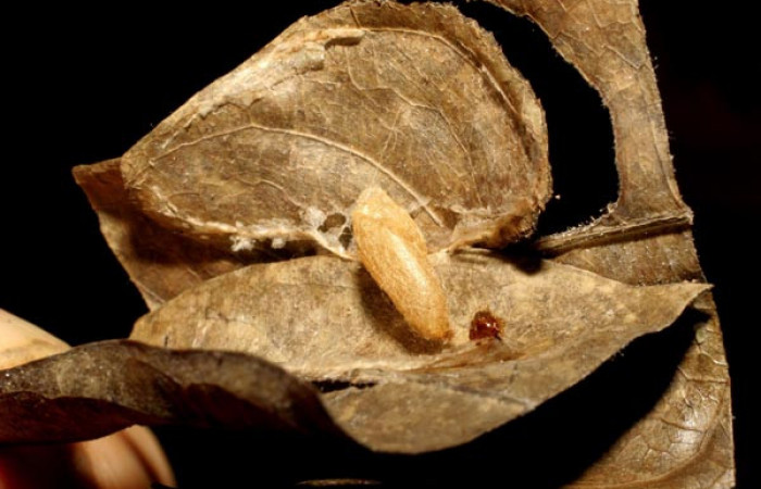 Figura 11. Capullo de parásito de <i>Phostria truncatalis</i> (Crambidae), familia (Braconidae) de la epecie <i>Alabagrus latreillei</i>. Voucher  04-SRNP-24703-DHJ412090.jpg.