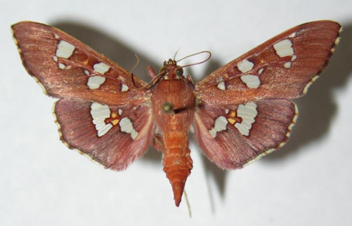 Figura 1. Adulto de <i>Phostria temira</i>  (Crambidae), posición dorsal. Voucher 06-SRNP-41294-DHJ345998.jpg.  
