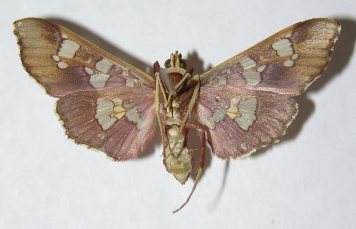 Figura 13. Adulto hembra de <i>Phostria temira</i>  (Crambidae) vista ventral. Voucher 06-SRNP-41295-DHJ345997.jpg.