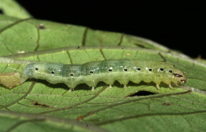 Figura 4. Larva en último estadio de <i>Phostria temira</i>  (Crambidae), posición lateral. Estación Llanura. Voucher 09-SRNP-75525-DHJ467046.jpg.
