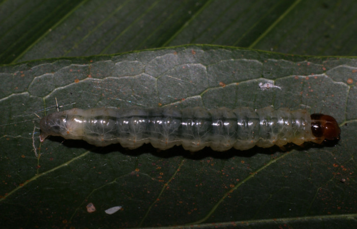 Figura 3. <i>Phostria truncatalis</i> (Crambidae), último estadio, posición dorsal. Estación La Perla, Quebrada Tibio Perla. Voucher 19-SRNP-57543-DHJ712745.jpg.