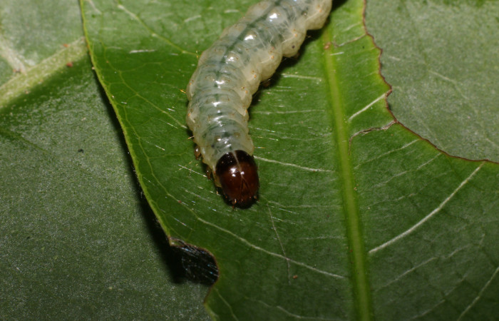 Figura 7. <i>Phostria truncatalis</i> (Crambidae), último estadio, posición frontal. Estación La Perla, Quebrada Tibio Perla. Voucher 20-SRNP-55003-DHJ712766.jpg.