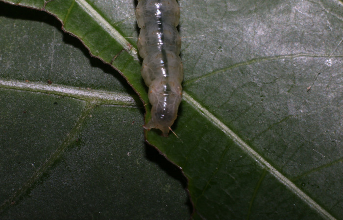 Figura 9. <i>Phostria truncatalis</i> (Crambidae), último estadio, posición trasera. Estación La Perla, Quebrada Tibio Perla. Voucher 20-SRNP-55003-DHJ712769.jpg.