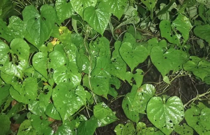 Figura 17. Planta hospedera de <i>Phostria truncatalis</i> (Crambidae)  (Convolvulaceae) <i>Ipomoea batatas</i>, Sendero Huerta. Foto. Gloria Sihezar. 8jul2021.