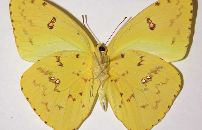 Fig. 22. Adulto de vista ventral de <i>Phoebis marcellina</i> (Pieridae).Voucher: 00- SRNP-22028-DHJ34571.jpg