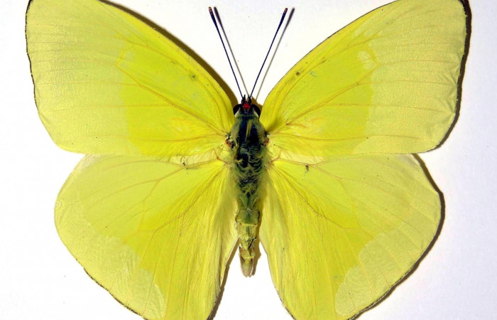 Fig. 2. Vista dorsal del adulto macho de <i>Phoebis statira</i> (Pieridae). Voucher: 01-SRNP-14907-DHJ98444.jpg