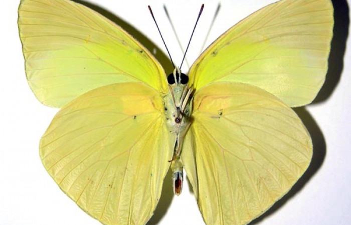 Fig. 11. Vista ventral del adulto macho de <i>Phoebis statira</i> (Pieridae). Voucher: 01-SRNP-14907-DHJ98445.jpg