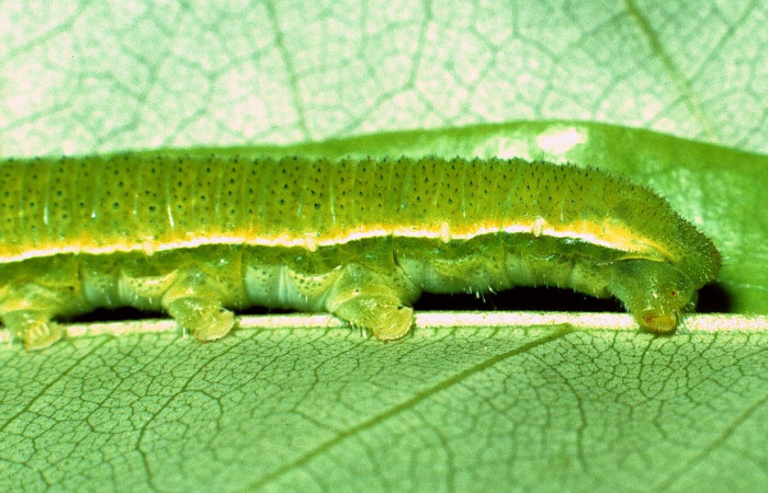 Fig. 5. Vista lateral trasera de <i>Phoebis statira</i> (Pieridae). Aquí se pueden ver los puntos tránslucidos de su piel que son como espinas. Voucher: 01-SRNP-14926-DHJ58852.jpg.