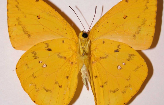 Fig. 23. Adulto <i>Phoebis hersilia</i> (Pieridae). Voucher: 01-SRNP-9894-DHJ34565.jpg