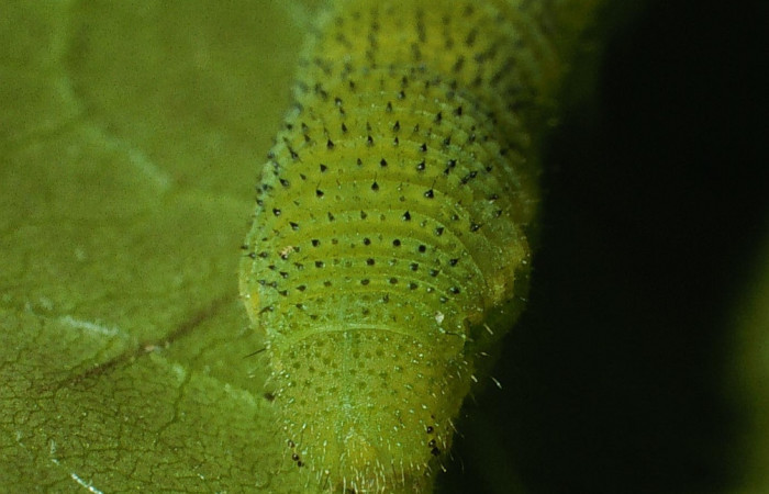 Fig. 6. Vista de la cabeza de <i>Phoebis statira</i> (Pieridae). Se notan como unos pelitos cubren su cabeza. Voucher: 03-SRNP-12737-DHJ76214.jpg. 12737 dhj76214